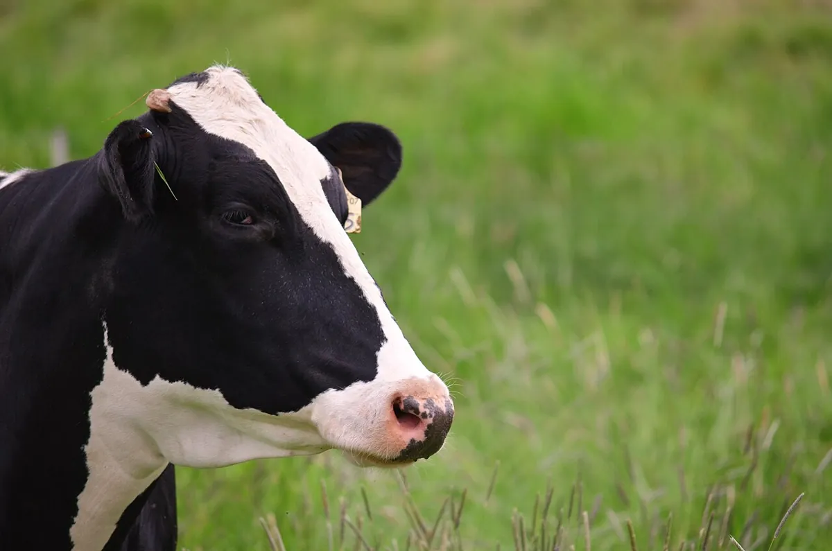 Vaca lechera en el pasto